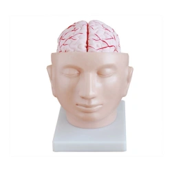 Human Brain Model with Arteries for Skull Base Examination, 18219
