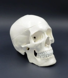 Life-Size Human Skull Model with Removable Top, SK1121A