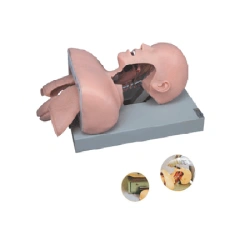 Tracheal Intubation Model with Anatomical Markings, Art. 50