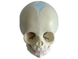 Infant Skull Model for Anatomy Study, Model 11115