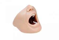 Anatomical Upper and Lower Jaw Model for Anesthesia Training PD-MA