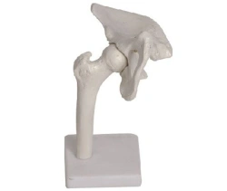 Hip Joint Model with Ligaments, Art. 11201-4