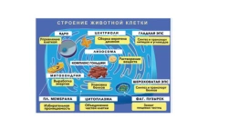 Magnetic Poster "Structure of Animal Cell" with Card Box and Methodical Recommendations
