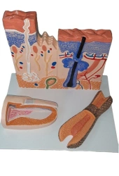 3D Skin Structure Model with Nail and Hair Sections, ROST-skin