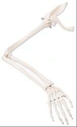 Anatomically Accurate Hand and Scapula Model, Art. 11123