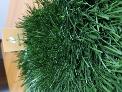 Artificial grass Optigrass XWR 50 MF