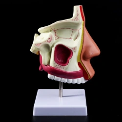 Enlarged Human Nasal Cavity Model, 11134