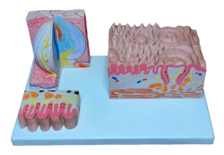 Enlarged Tongue Model, ROST-17208