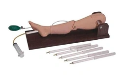 Adult Left Leg Model for Bone Marrow Puncture and Venipuncture L65A