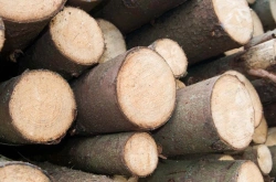 Birch Wood Balances for Accurate Weighing