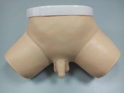 Male Pelvis Model for Examination of Genital Organs F2