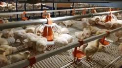 Broiler Chicken Growing System, Model "CARRE-SLIDING