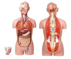 Unisex Anatomical Torso Model 85 cm, 10003A