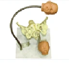 Childbirth Demonstration Set with Pelvis and Fetal Heads F23