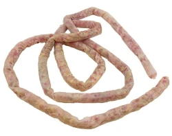 Intestinal Model for Educational Purposes, Model 12005