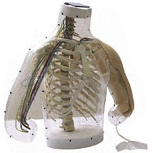 Transparent Injection Model with Vessels and Nerves for Intramuscular and Subcutaneous Injections H30