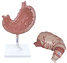 Anatomical Stomach Model - Art. 12002-1