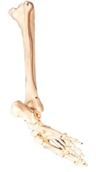 Anatomical Model of Shin and Foot Bones, Art. 11132