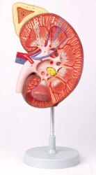 Kidney and Adrenal Gland Model (3:1) ROST-14006-1