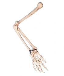 Anatomically Accurate Model of the Human Hand Bones 11124