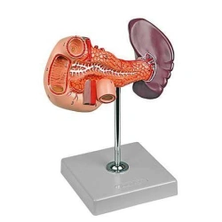 Anatomical Model of Pancreas, Spleen, and Duodenum 12004-2