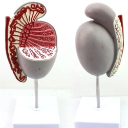 Enlarged Model of Human Testis for Educational Purposes, Model 15103