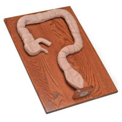 Sigmoidoscopy Examination Model for Training, CS6607