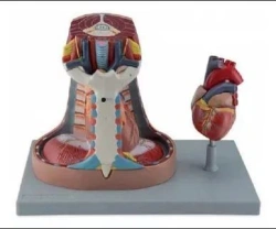 Anatomical Mediastinum Model, 13014
