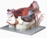 Enlarged Model of the Human Eye with Nerves and Vessels, 17105