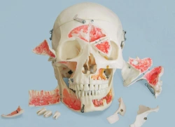 Colorful Assembled Skull Model (16 Parts) - 11117-1