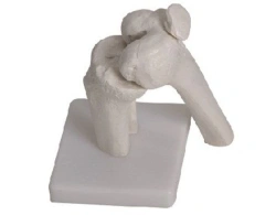 Movable Knee Joint Model, Art. 11201-5