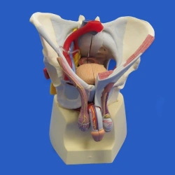 Male Pelvis Anatomy Model with Organs, Vessels, and Nerves 15107-2