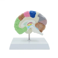 Brain Cross-Section Model, 2