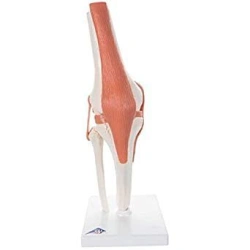 Anatomical Knee Joint Model, SK2111