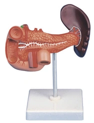 Pancreas, Spleen, and Duodenum Anatomical Model 12004-2