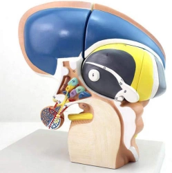Life-Size Diencephalon Model 18214