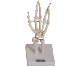 Anatomical Hand Model with Movable Joints, Art. 11201-3
