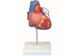 Heart Bypass Model Demonstration, 16017
