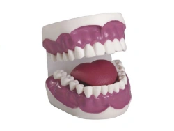Enhanced Dental Care Model K2 with 28 Teeth