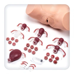 Advanced Gynecological Training Simulator M1115