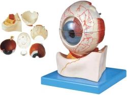 Enlarged Eye Model for Studying Eye Structure 17103