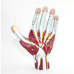 Anatomical Hand Model for Studying Hand Structure, Model 11306