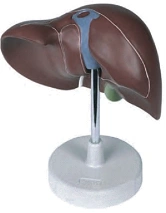 Human Liver Model 12008 for Educational Purposes